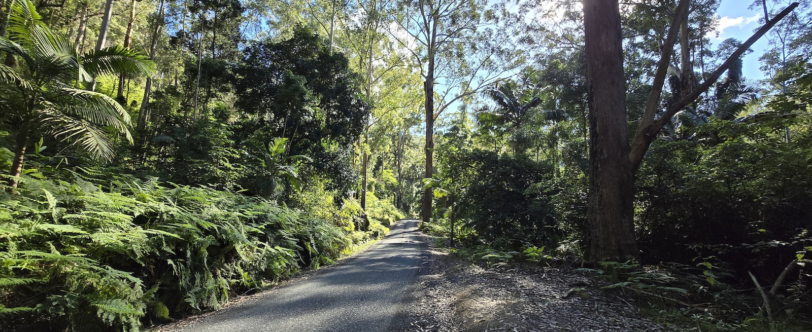 A gravel path through dense green forest with tall trees and dappled sunlight.