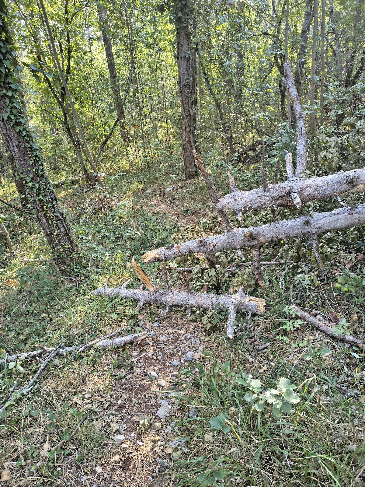Fallen tree half way, moved away some branches so now you can pass on the left