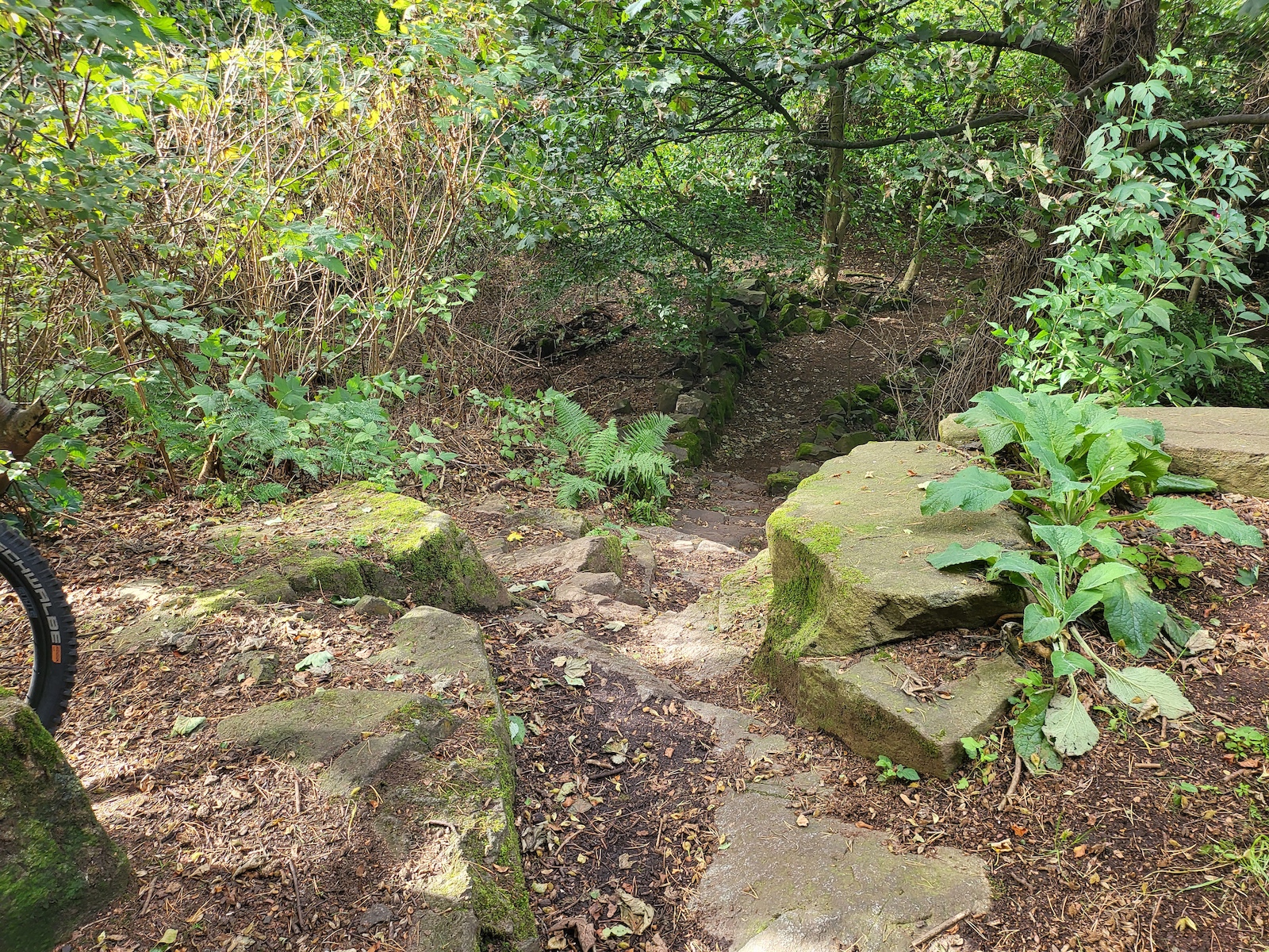 A rocky forest trail with stone steps and a bicycle wheel visible at left edge.
