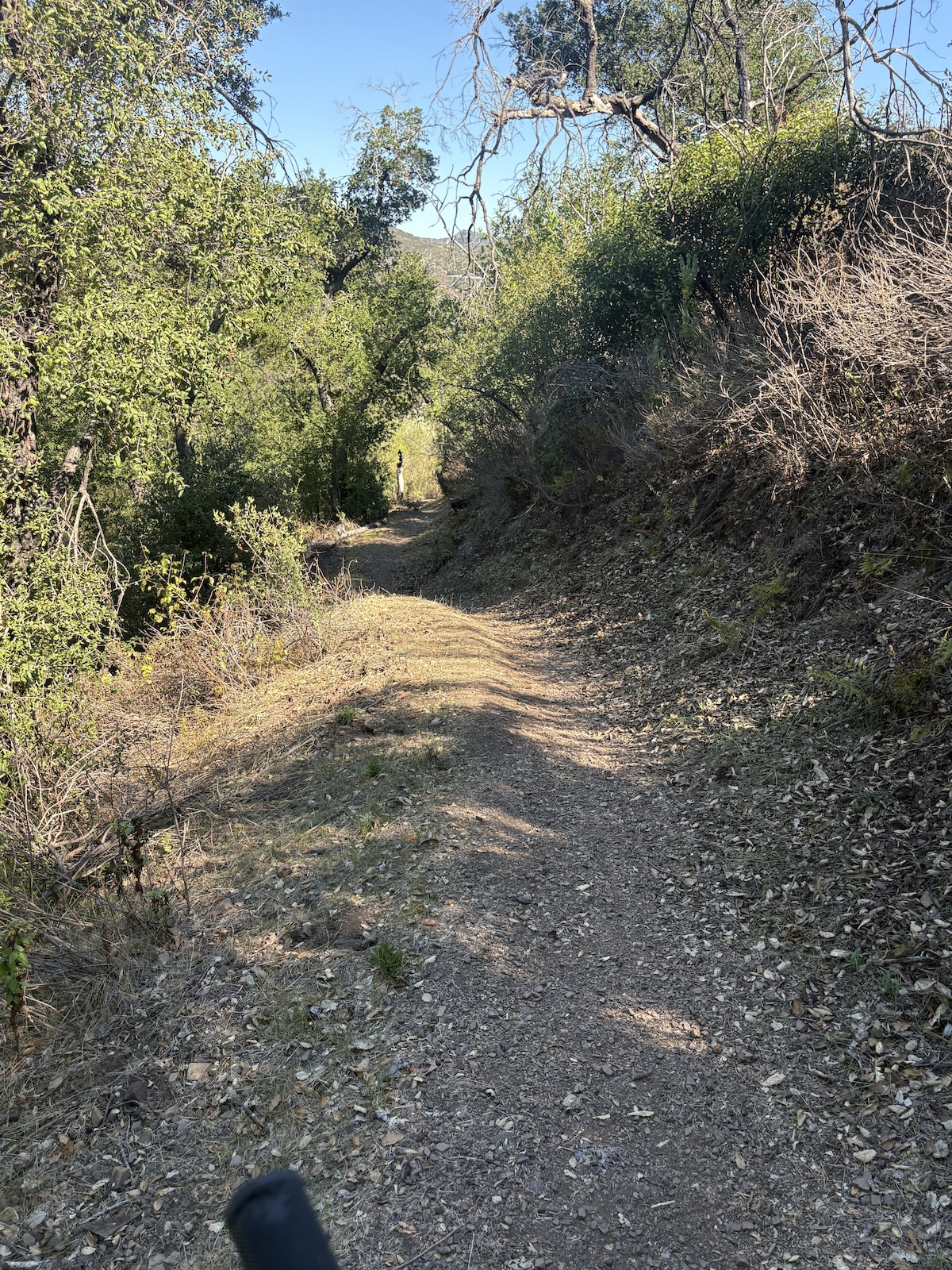 A person riding on a shaded forest trail with green vegetation on both sides.
