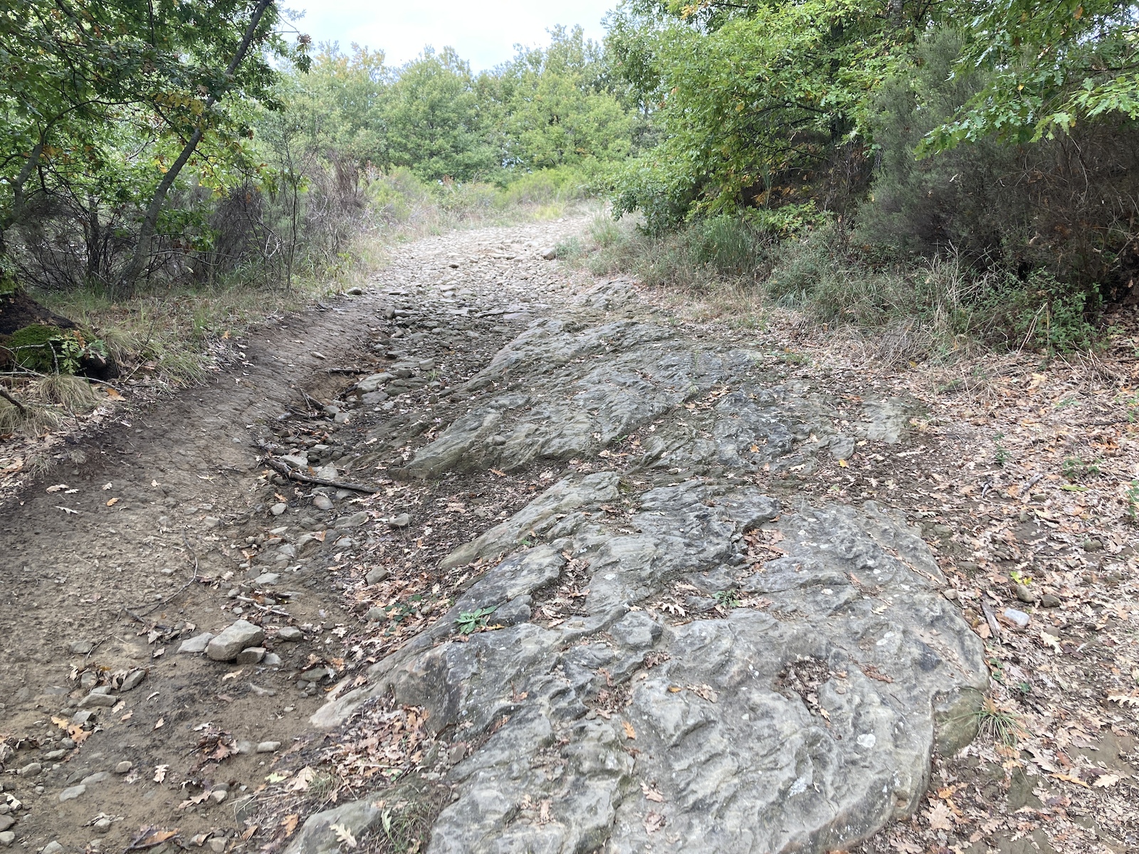 A rocky trail with exposed stone slabs through green forest and shrubland.