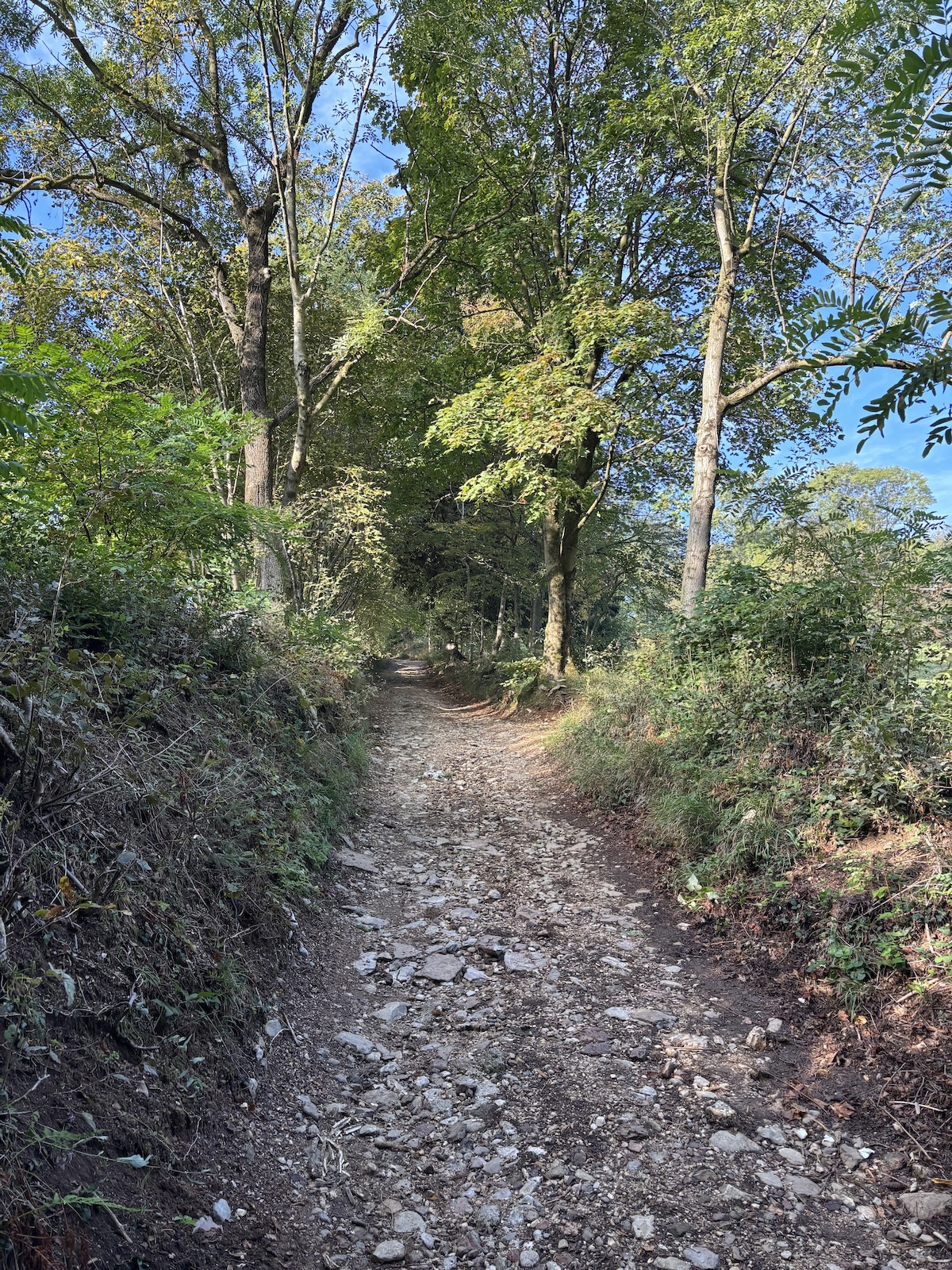 A rocky trail descends through tall trees with dappled sunlight filtering through canopy.