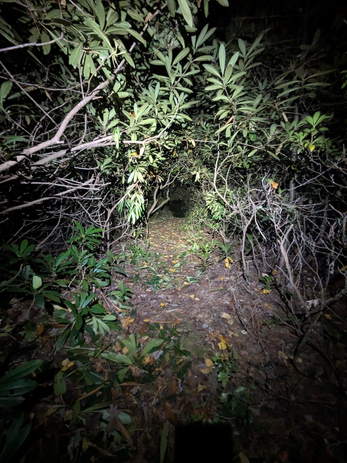 A dark overgrown trail through dense vegetation and low branches in wet forest.