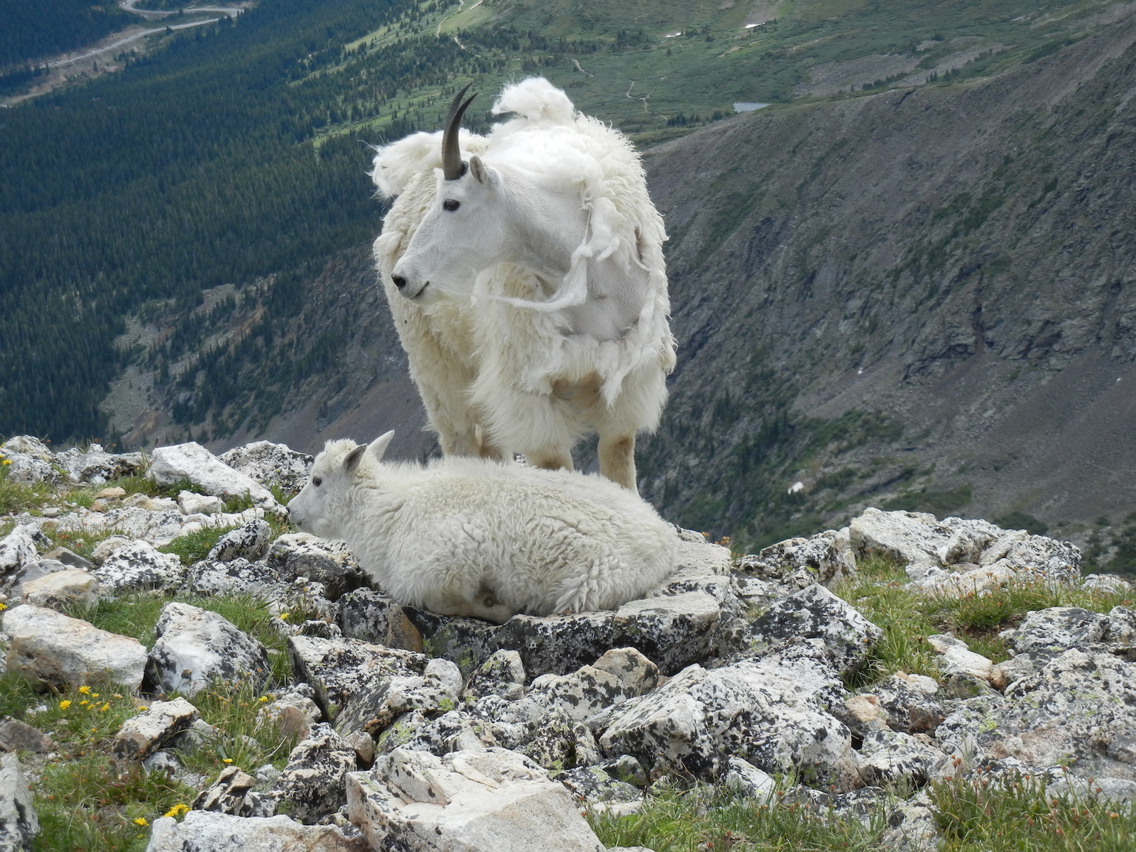 Mnt goats on Quandry Peak