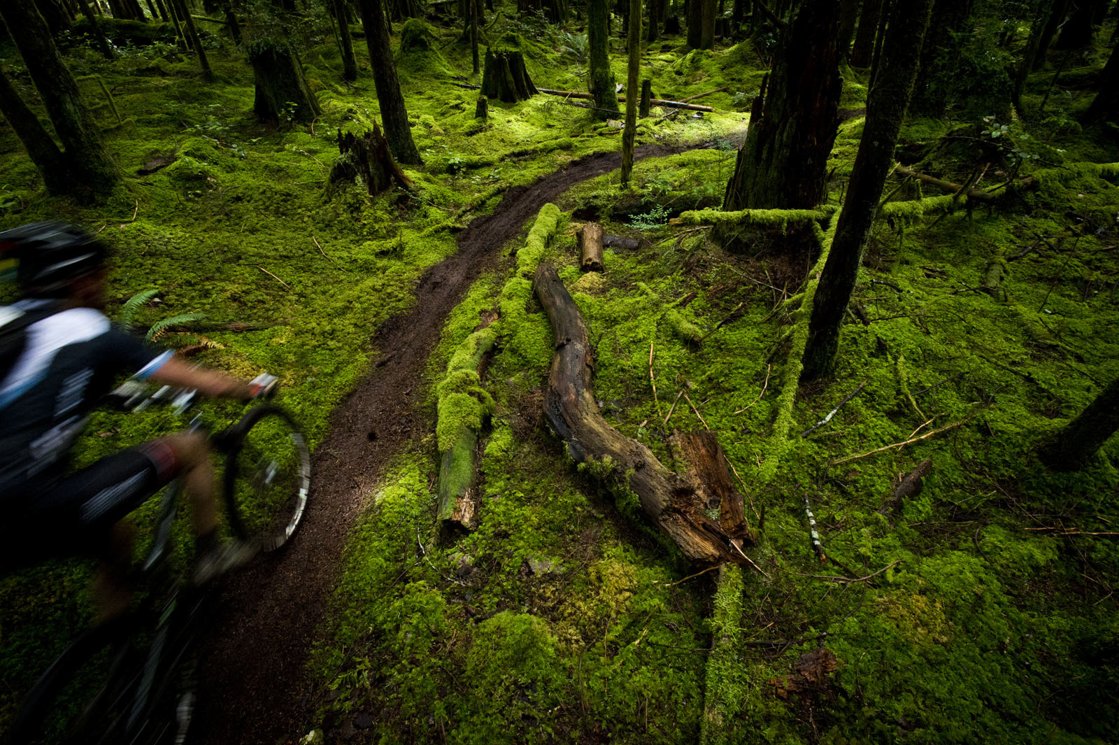 A thin brown ribbon of singletrack leads the rider through a lush forest of electric green.