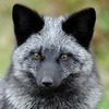 point-and-chute avatar