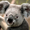 ezzy1 avatar