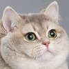 hubbz avatar