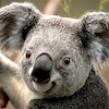 zimwe avatar