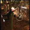 darylbrown avatar