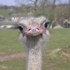 fuzzymoose avatar