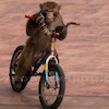 Pinkbike profile picture for @shami