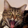 racheluk avatar