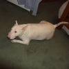 gatoriswhite avatar