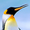 duartep avatar