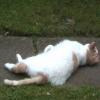 willy-bum avatar