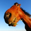 Pinkbike profile picture for @lipas