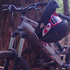 black-fox avatar