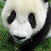 Ryan1234 avatar