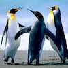 woodywalingvriend avatar