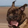 manicmastiff avatar