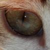 Pistone222 avatar