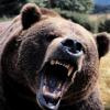 snwbrdr33 avatar