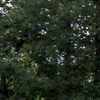 jdouma avatar