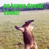 DzondrX8 avatar