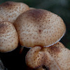 Pinkbike profile picture for @mushrooms