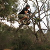 smittyDH1 avatar