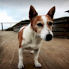 moodgedog avatar