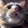 hairy-g avatar