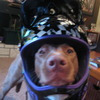 burito-bandito avatar