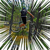 gBrownHTail avatar