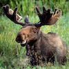 Da-Moose avatar