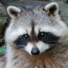 McBride1800 avatar