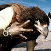 DanieleCugnetto avatar