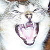 dirtjumperdimondback avatar