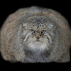 WildCatManul avatar