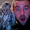 joib avatar