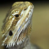 charliechan888 avatar