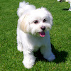 layloemay avatar