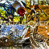 Breizhpower avatar