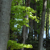 SwissDownhill5 avatar