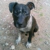 dubbie-dog avatar