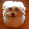 CaliBudz avatar