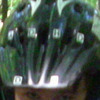 Selif avatar