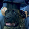 Dancobsen avatar