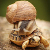 terrapin avatar